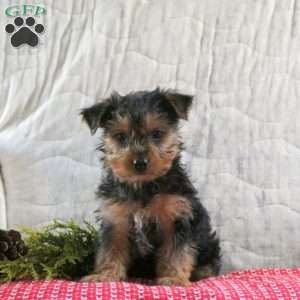 Mittens, Yorkie Puppy