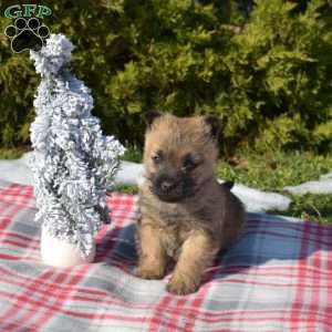 Mittens, Cairn Terrier Puppy