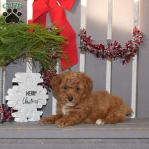 Mittens, Miniature Poodle Puppy