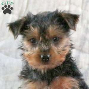 Mittens, Yorkie Puppy