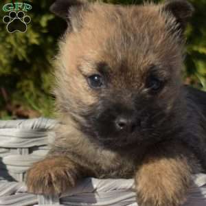 Mittens, Cairn Terrier Puppy