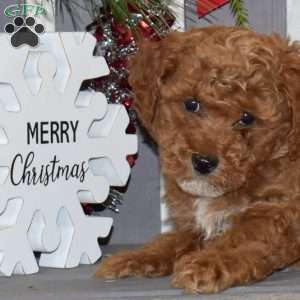 Mittens, Miniature Poodle Puppy