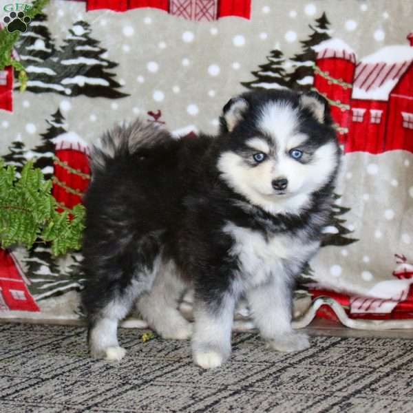 Mitzy, Pomsky Puppy