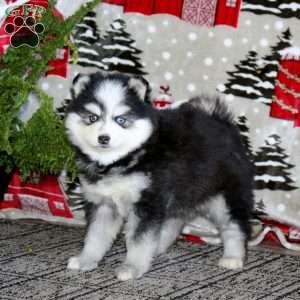 Mitzy, Pomsky Puppy