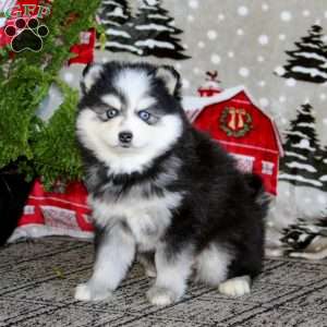 Mitzy, Pomsky Puppy