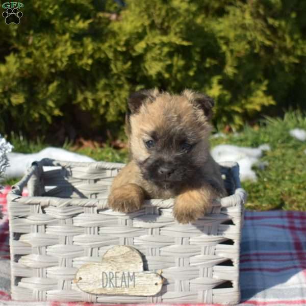 Mocha, Cairn Terrier Puppy