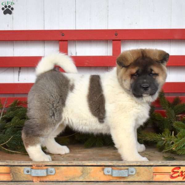 Mocha, Akita Puppy
