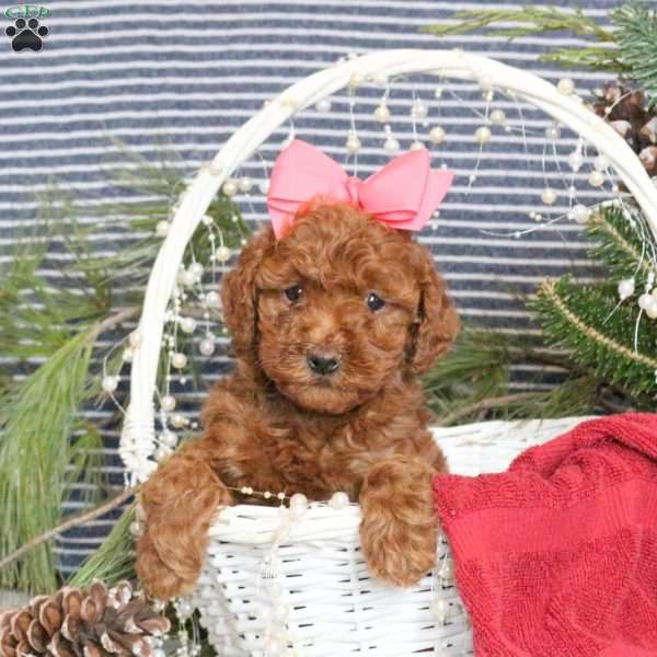 Mocha, Toy Poodle Puppy