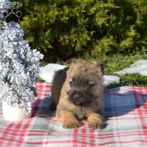Mocha, Cairn Terrier Puppy
