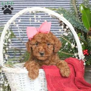 Mocha, Toy Poodle Puppy