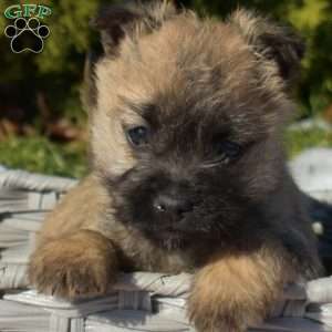 Mocha, Cairn Terrier Puppy