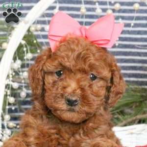 Mocha, Toy Poodle Puppy