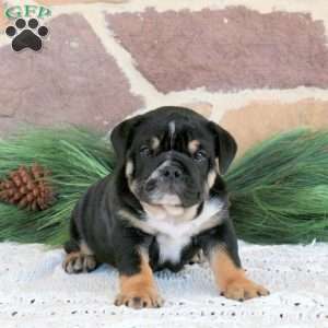 Mocha Latte, English Bulldog Puppy