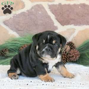 Mocha Latte, English Bulldog Puppy