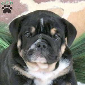 Mocha Latte, English Bulldog Puppy