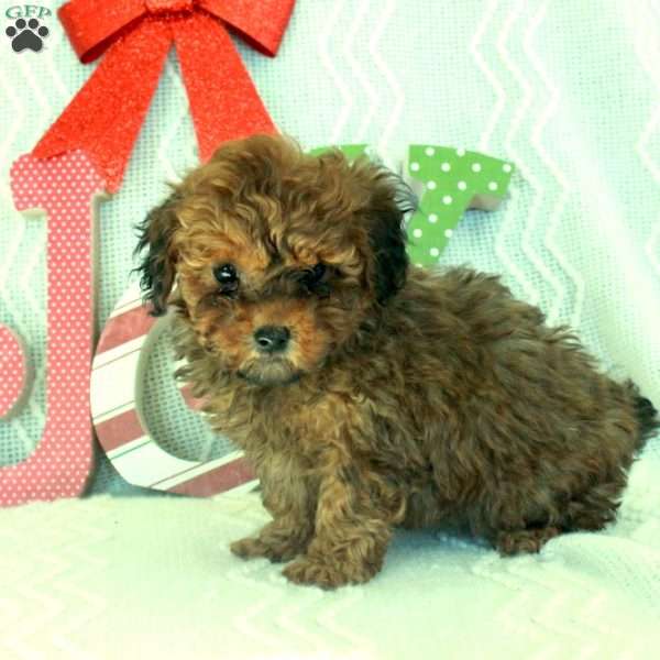 Mochi, Toy Poodle Puppy