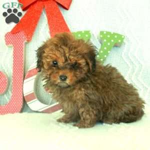 Mochi, Toy Poodle Puppy