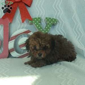 Mochi, Toy Poodle Puppy