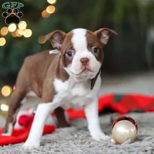 Molly, Boston Terrier Puppy
