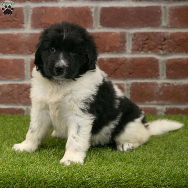 Molly, Newfoundland Puppy