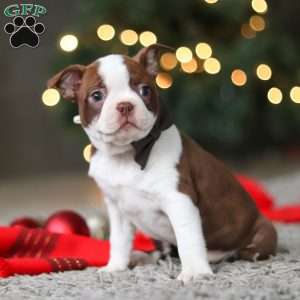 Molly, Boston Terrier Puppy