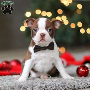 Molly, Boston Terrier Puppy