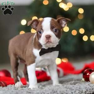 Molly, Boston Terrier Puppy