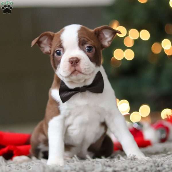 Molly, Boston Terrier Puppy
