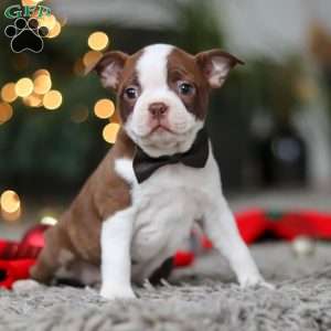 Molly, Boston Terrier Puppy