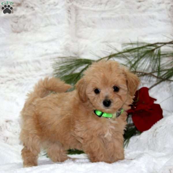 Molly Bear, Toy Poodle Mix Puppy