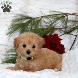 Molly Bear, Toy Poodle Mix Puppy