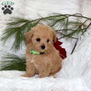 Molly Bear, Toy Poodle Mix Puppy