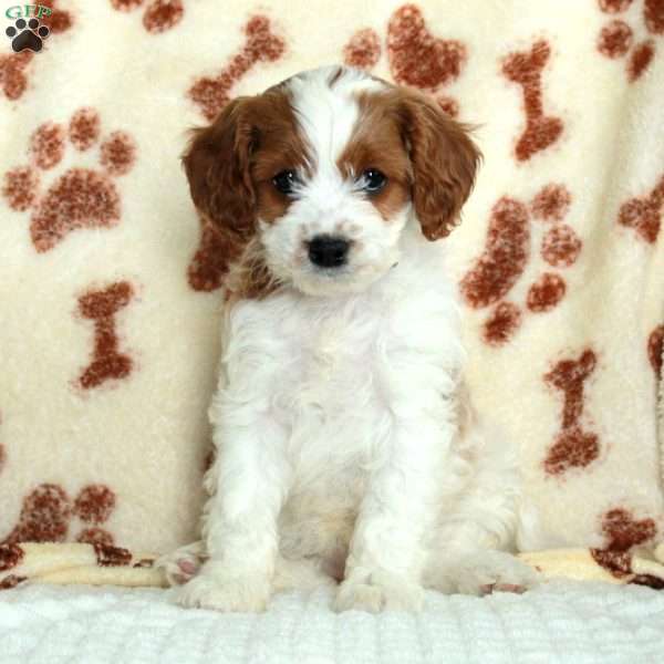 Molly, Cavapoo Puppy