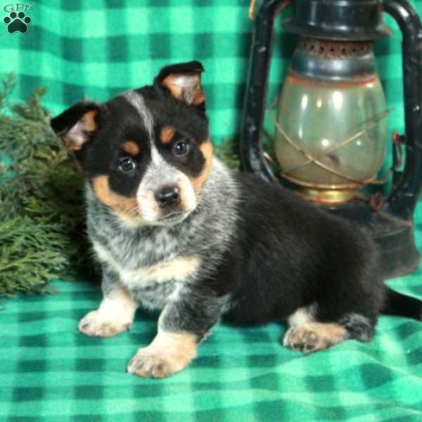 Molly, Welsh Corgi Mix Puppy