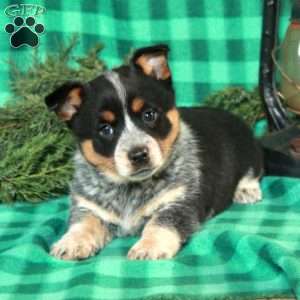 Molly, Welsh Corgi Mix Puppy