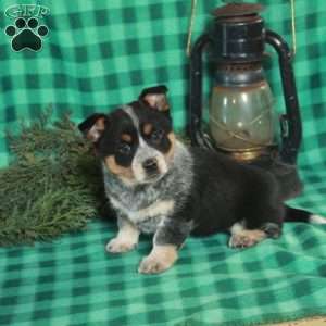 Molly, Welsh Corgi Mix Puppy