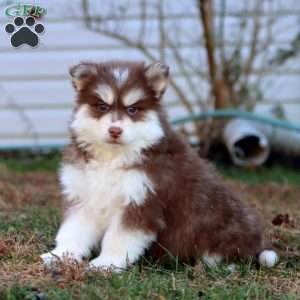 Molly, Pomsky Puppy