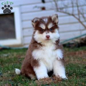 Molly, Pomsky Puppy