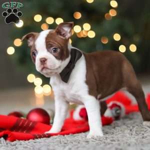 Molly, Boston Terrier Puppy