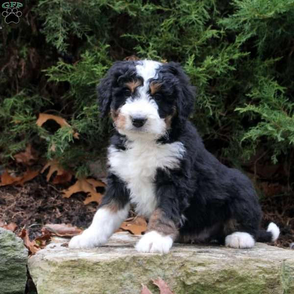 Monty, Bernedoodle Puppy