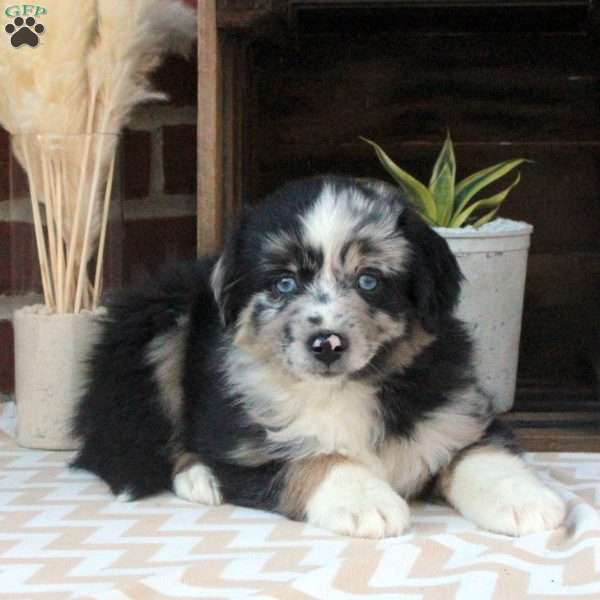 Monty, Miniature Australian Shepherd Puppy