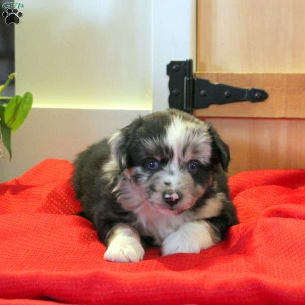 Monty, Miniature Australian Shepherd Puppy