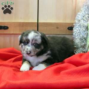 Monty, Miniature Australian Shepherd Puppy