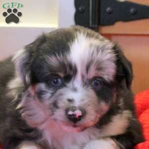 Monty, Miniature Australian Shepherd Puppy