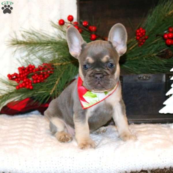 Moonlight Fog, French Bulldog Puppy