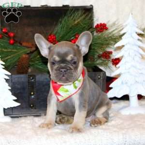Moonlight Fog, French Bulldog Puppy