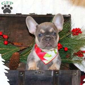 Moonlight Fog, French Bulldog Puppy