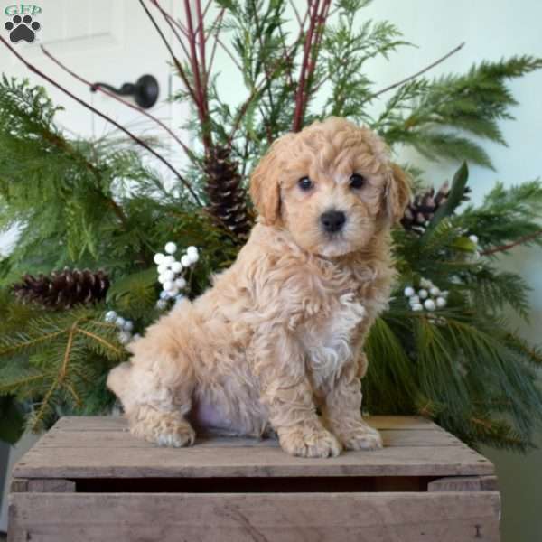 Moose, Bich-Poo Puppy