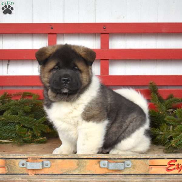 Moose, Akita Puppy