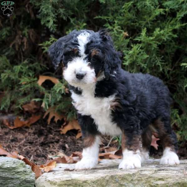 Moose, Bernedoodle Puppy